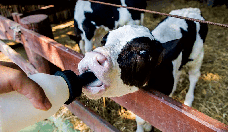 Ensure calf health with Milk Bottle Washer - a reliable solution for cleanliness and hygiene